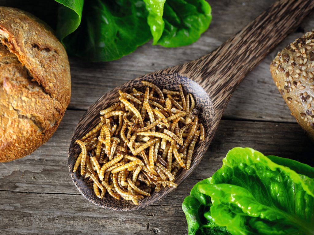 Insekten in aller Munde