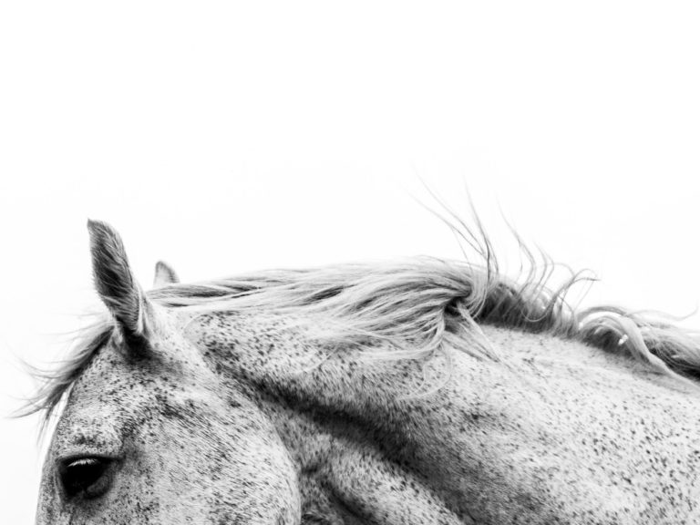 Kein Prinz am Schimmel, kein Ken mit Pferd